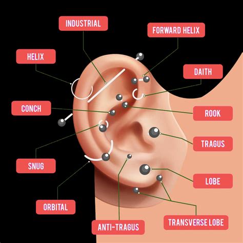 cute ear piercings|types of ear piercings chart.